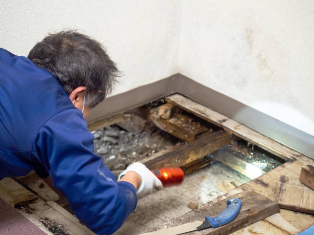 Mold Removal Process in Mountain Road, VA
