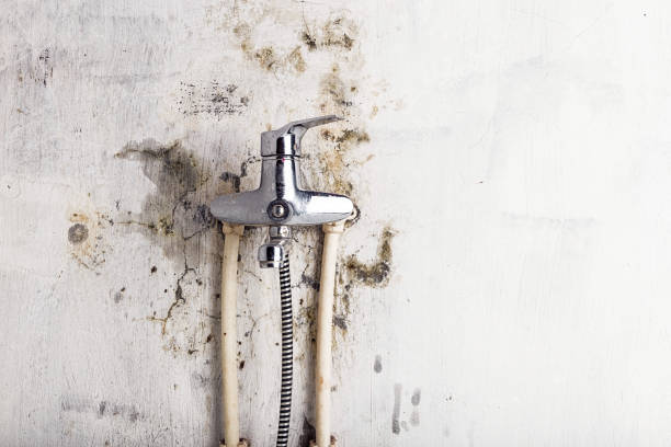 Trusted Mountain Road, VA Mold Removal Experts