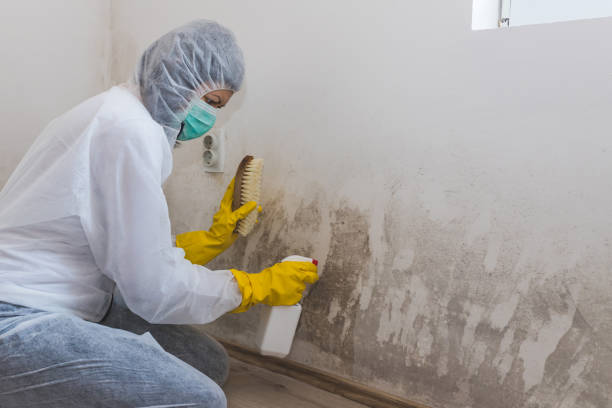 Best Mold Cleaning Services  in Mountain Road, VA
