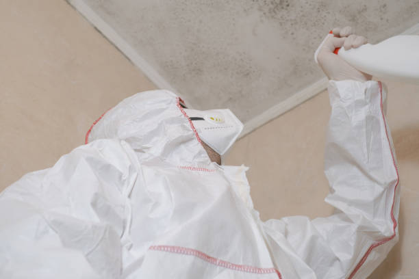 Best Best Mold Removal Companies  in Mountain Road, VA