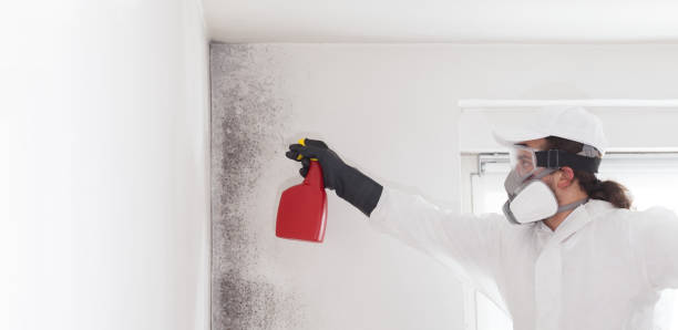 Best Mold Removal Company Near Me  in Mountain Road, VA