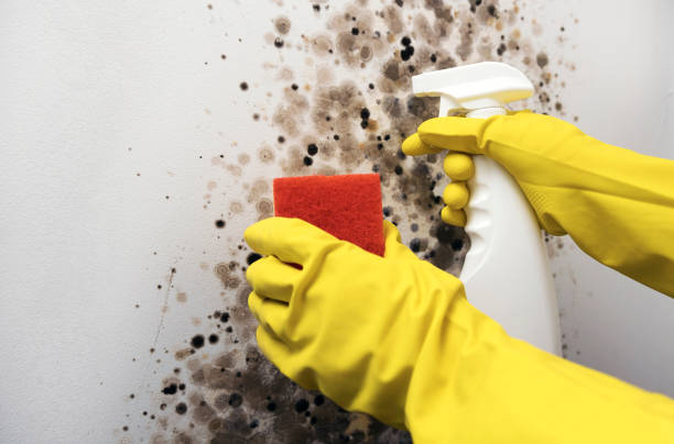 Best Local Mold Removal Service  in Mountain Road, VA