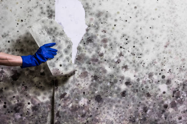 Crawl Space Mold Removal in Mountain Road, VA