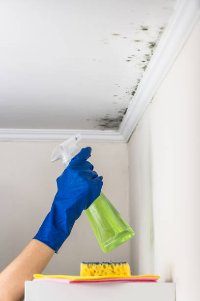 Best Office Mold Removal Services  in Mountain Road, VA